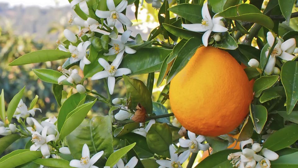 بهار نارنج، جشنواره‌ای برای کارآفرینی و هویت بخشی در کومله لنگرود(عکس خبری)