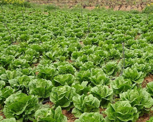 درآمد میلیاردی کشاورزان گیلانی با تولید سبزیجات
