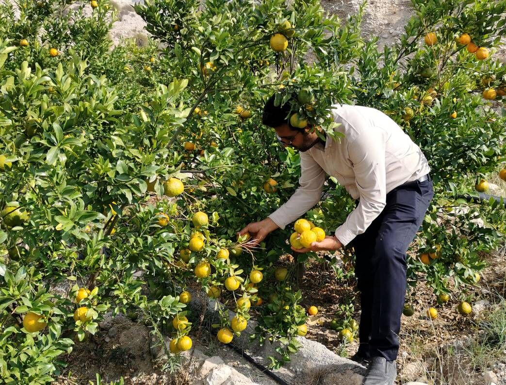 حمایت بنیاد برکت از باغداران سیاهو در قالب زنجیره سبز؛ پساب پرورش ماهی کود باغات نارنگی می شود