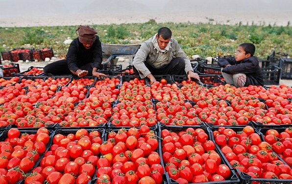 قصه گوجه فرنگی، غصه ناتمام کشاورزان| قیمت گوجه از موز هم سبقت گرفت