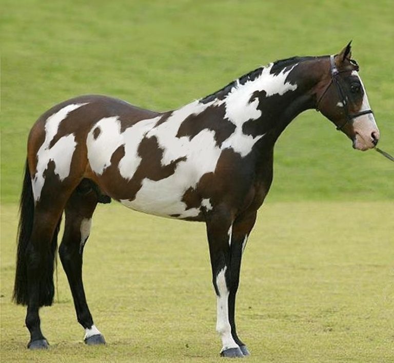 اگر اسب دوم را در تصویر تشخیص دهید، جزو ۱ درصد تیزبین جهان اید!