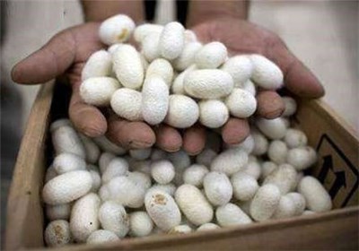 ۴۵۰۰ کیلوگرم پیله کرم ابریشم در استان گیلان تولید می‌شود