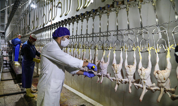 افزایش تولید گوشت مرغ در ماه‌های اخیر| مرغ ۱۰۰ هزار تومانی، گران فروشی است