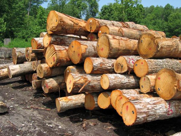 احیای شرکت چوب فریم نیاز اصلی مردم دودانگه برای ایجاد اشتغال است