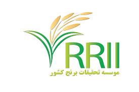 تحقیقات برنج کشور: هدف حفظ پایداری تولید برنج است